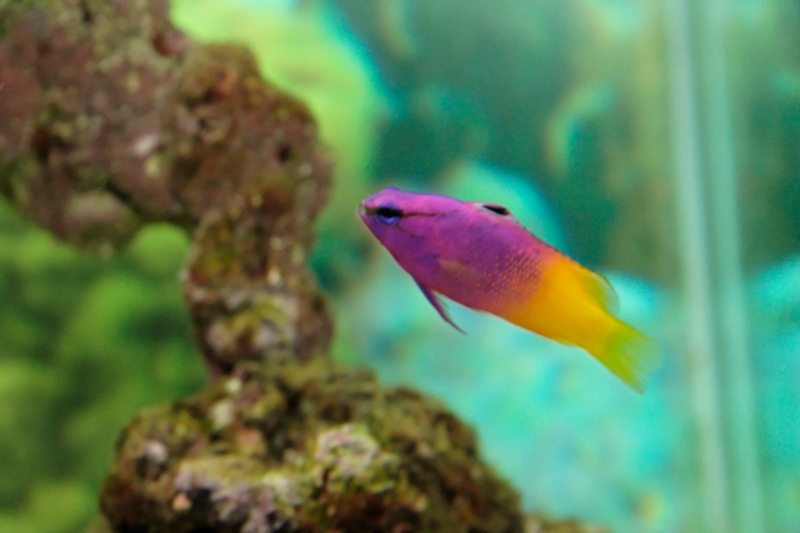 Pseudochromis paccagnellae (royal dottyback), Aquarium.jpg - Pseudochromis paccagnellae (royal dottyback)